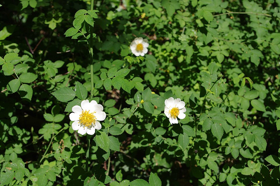 Feldrose (Rosa arvensis) – Produktbild, heimische Wildpflanze, Gehölze, naturnaher Garten